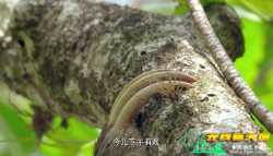 地球.神奇的一天